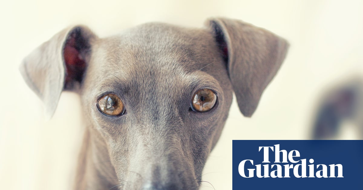 Thursday news quiz: porridge prizes, tasteless T-shirts and a dog called Diesel | Life and style