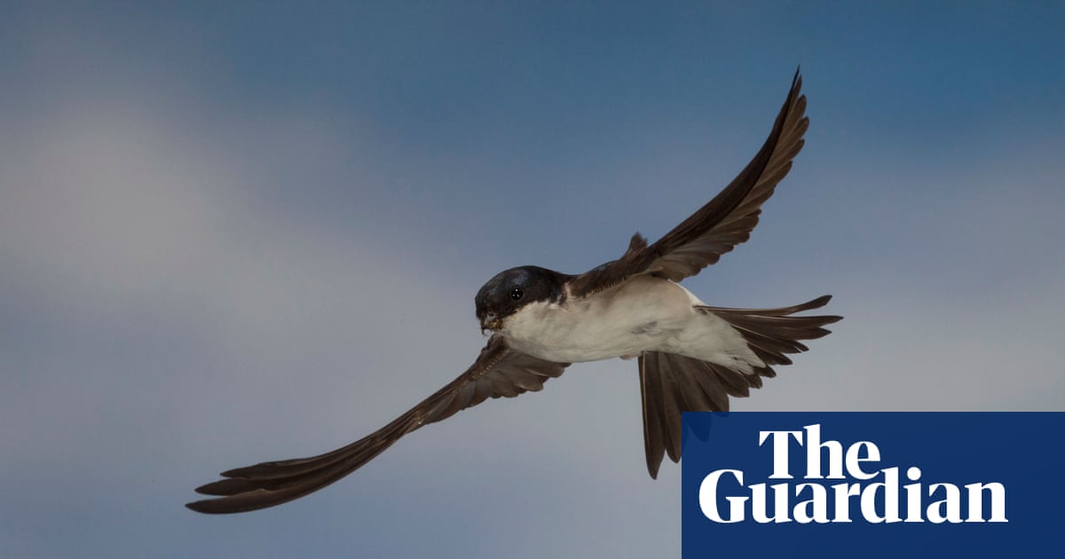 Country diary: The house martins are gone, but not forgotten | Birds