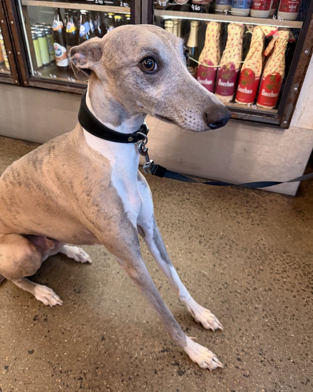 Diesel poses for the camera at the Clapton Craft Depot in Walthamstow