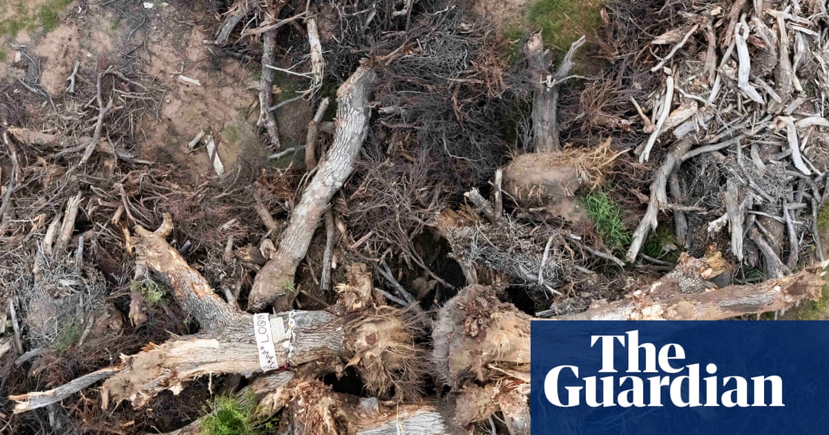 Despair after 200-year-old ‘grandmother’ tree toppled for Trump’s border wall: ‘It crushes your heart’ | US immigration