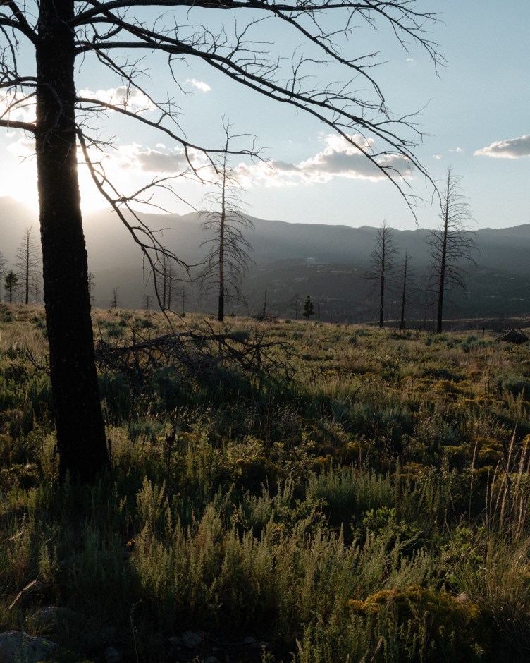 The sun sets behind distant mountain peaks over a field of tall grass, wildflowers and scattered silhouetted burned trees.